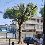Árboles en Instituto Literario quedaron pelones, ambientalistas reprochan poda excesiva