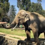 Zacango albergará nuevamente a ejemplares de elefante