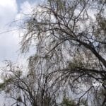 Plaga afecta a árboles en panteón Municipal de Toluca