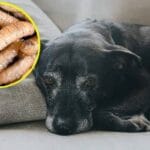 Gusano Barrenador llegó a Toluca a través de un perrito