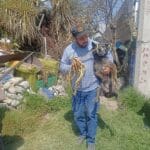 Lomitos fueron rescatados tras explosión en Capultitlán