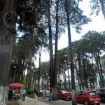 Procederá Toluca a retirar árboles sin vida en Paseo Colón