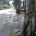 Antes de retiro de árboles en Colón, piden dictamen actualizado