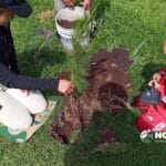 Más de 300 árboles llegan a la Alameda 2000 para dar más aire y agua a Toluca