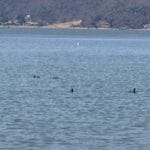 Valle de Bravo exige atención de CONAGUA ante la falta de operación del sistema de bombeo