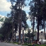 Para salvar árboles en Colón lanzan colecta de firmas en Change.org