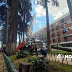 Vigilarán activistas que se cumpla sustitución de árboles en Paseo Colón
