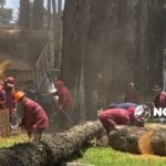 Inicia Toluca con retiro de árboles sin vida en Paseo Colón