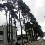 Retiro de árboles en Peso Colón es urgente. La decisión es firme: Ricardo Moreno