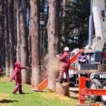 Toluca retirará más árboles secos; busca agilizar proceso para inhibir riesgos