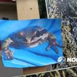 Detectan ranas con anomalías en Parque Sierra Morelos; investigan daño genético
