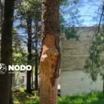 Parque Matlatzincas en riesgo, llaman a rescate de árboles afectados por plagas